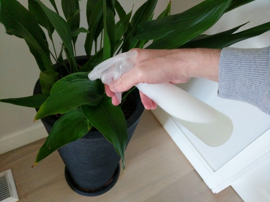 how do you clean indoor plant leaves