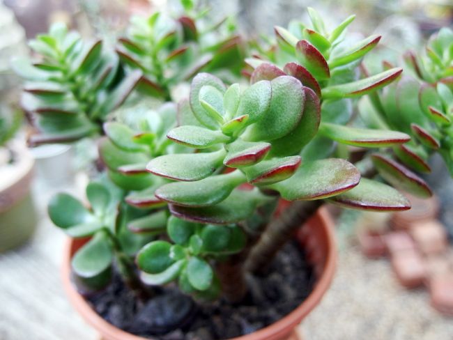 how fast do jade plants grow