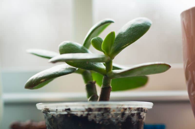 how fast do jade plants grow