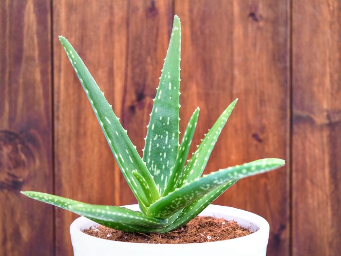 how fast does aloe vera grow