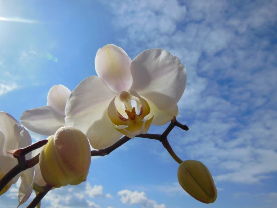 how much light do phalaenopsis orchids need