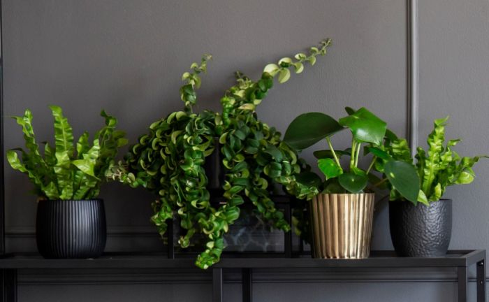 how often should you water houseplants