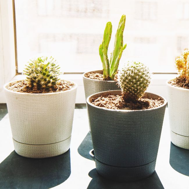 how often to water cactus plants indoors