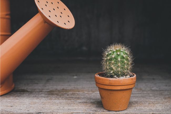 how often to water cactus