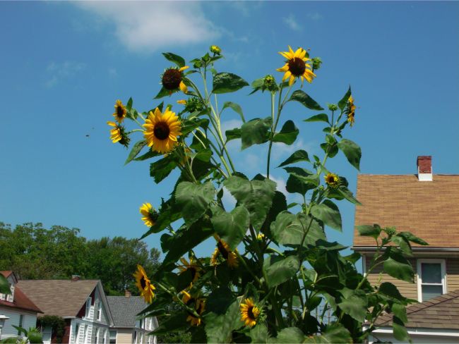 how tall can sunflowers grow