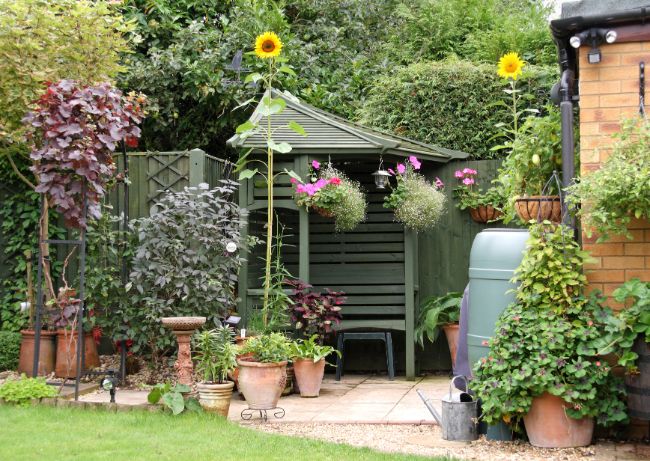 how tall can sunflowers grow