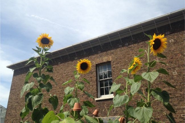 how tall can sunflowers grow