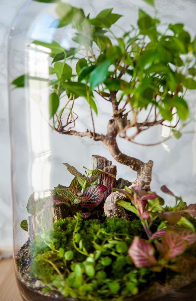 how to care for a closed terrarium