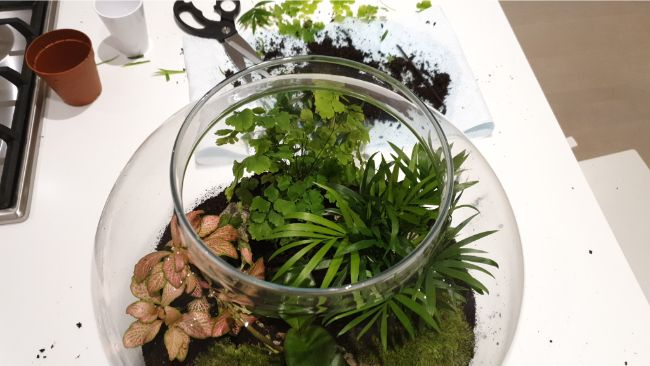 pruning closed terrarium