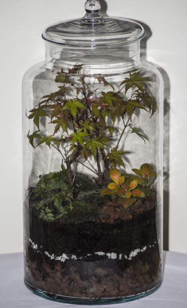 closed terrarium care questions