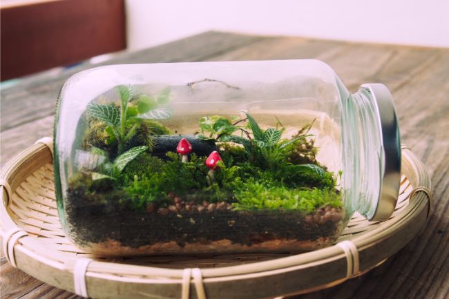 how to care for a closed terrarium