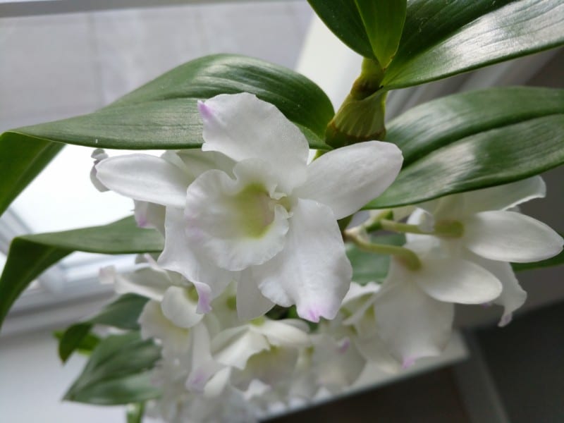 how to care for a dendrobium nobile orchid