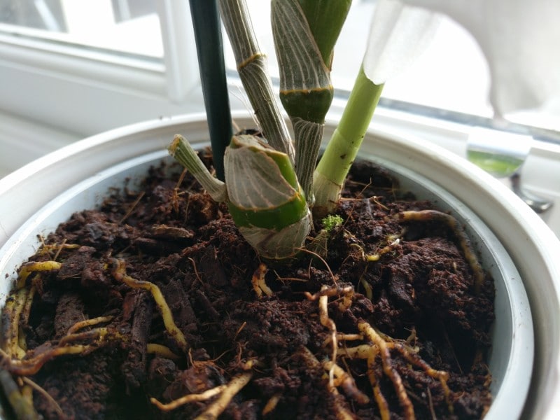 how to care for a dendrobium nobile orchid