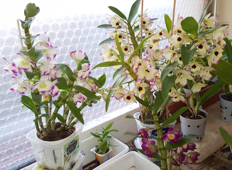 how to care for a dendrobium nobile orchid