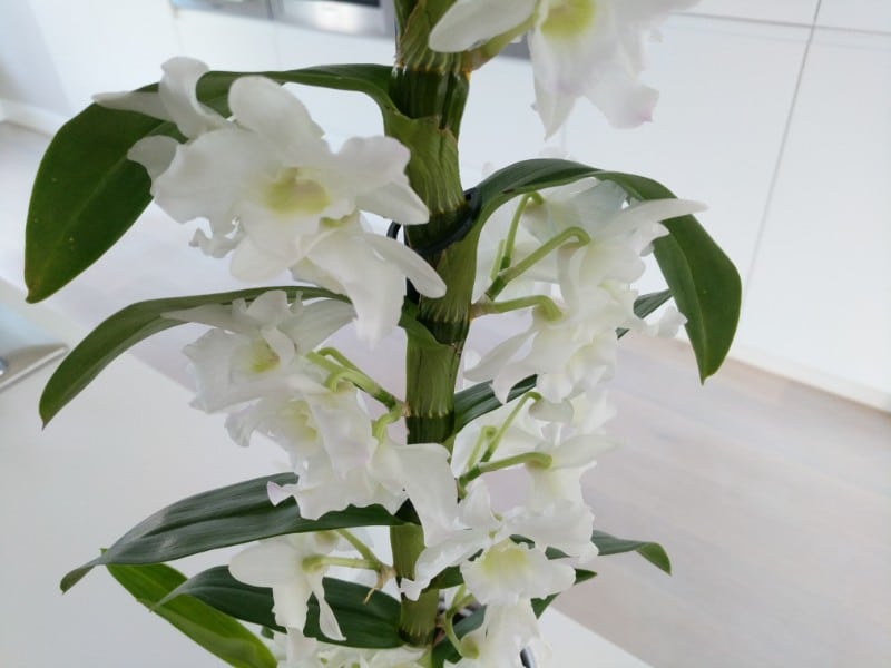 how to care for a dendrobium nobile orchid