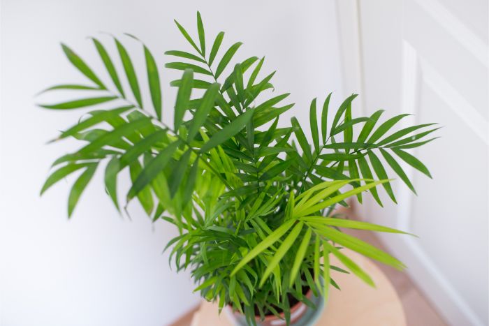 how to care for a parlor palm chamaedorea elegans