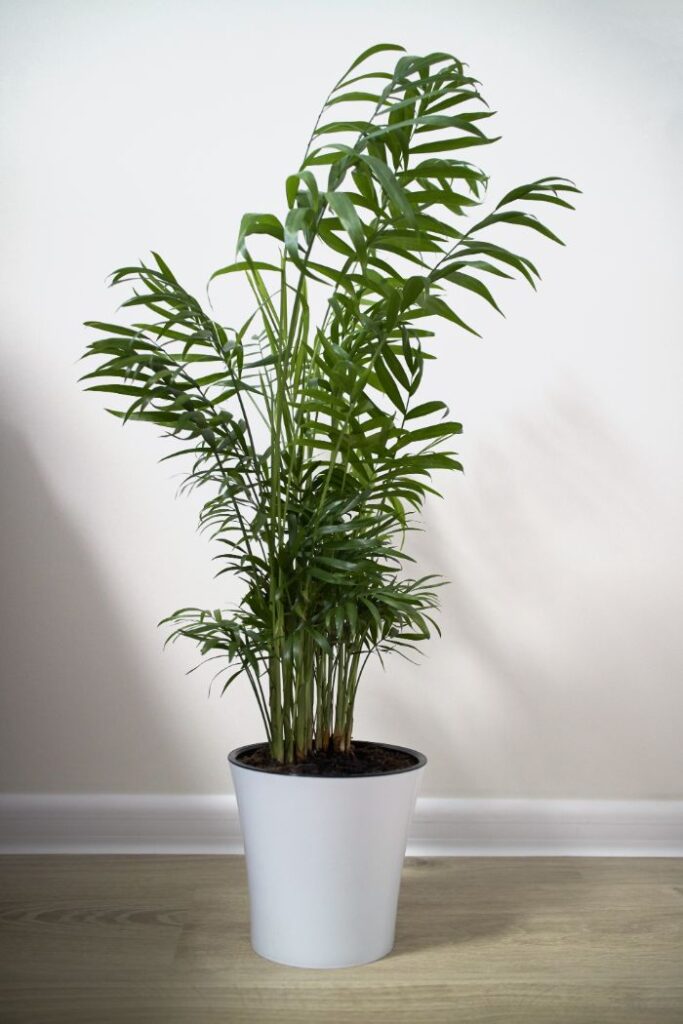 how to care for a parlor palm chamaedorea elegans