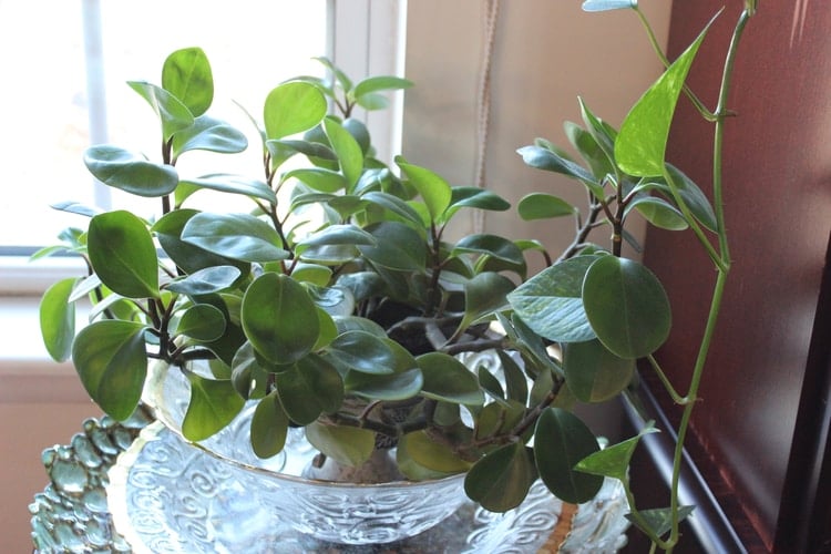 how do i take care of a peperomia plant