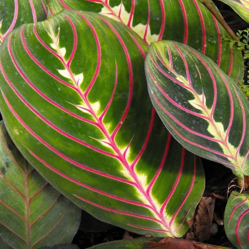 how to care for a prayer plant maranta leuconeura