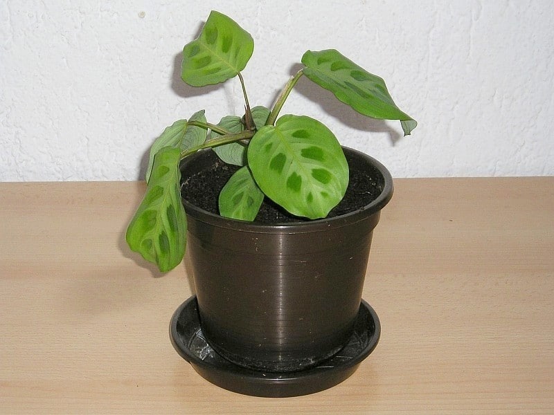 how to care for a prayer plant maranta leuconeura