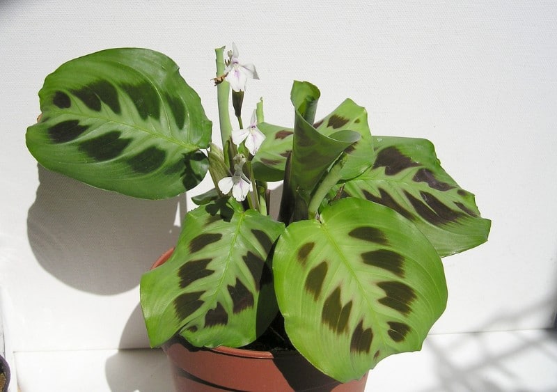 how to care for a prayer plant maranta leuconeura