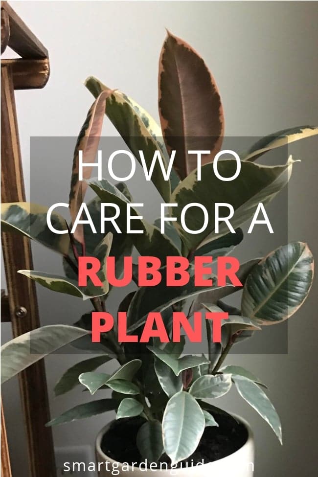 how to care for a rubber plant ficus elastica