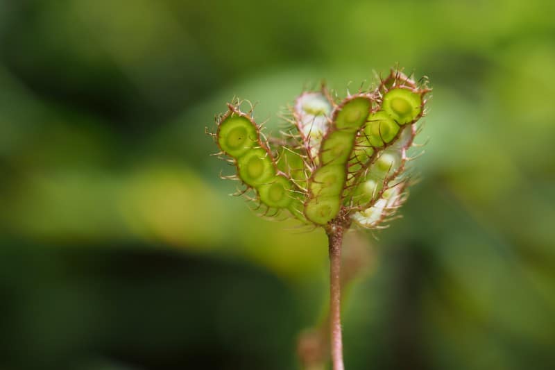 how to care for a sensitive plant mimosa pudica