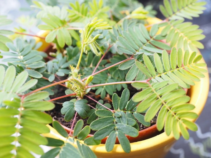 how to care for a sensitive plant mimosa pudica