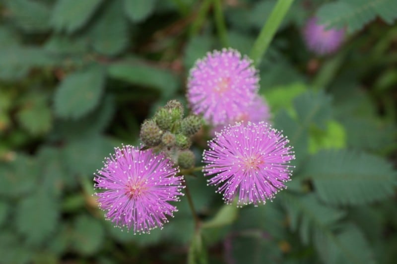 how to care for a sensitive plant mimosa pudica