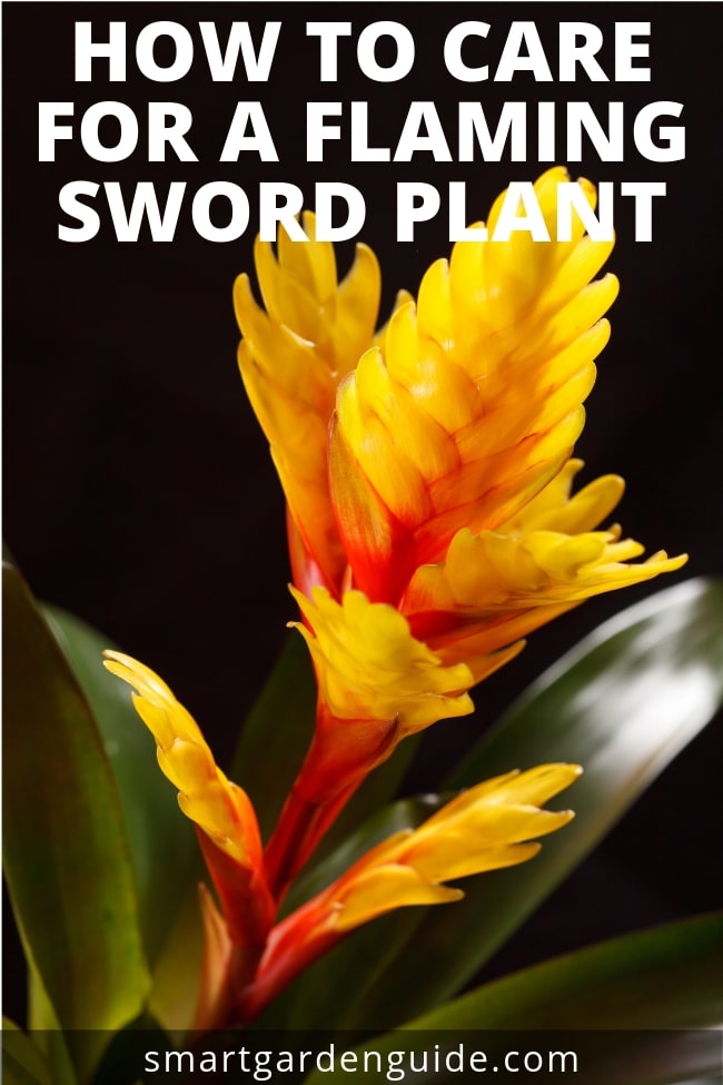 how to care for a vriesea plant flaming sword