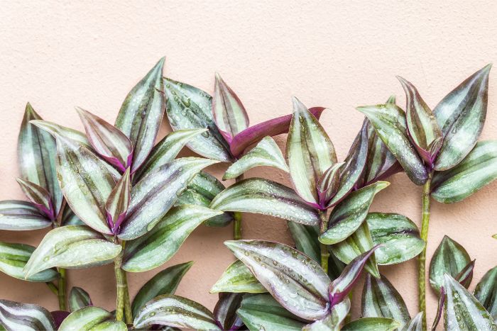 wandering jew plant care guide tradescantia zebrina