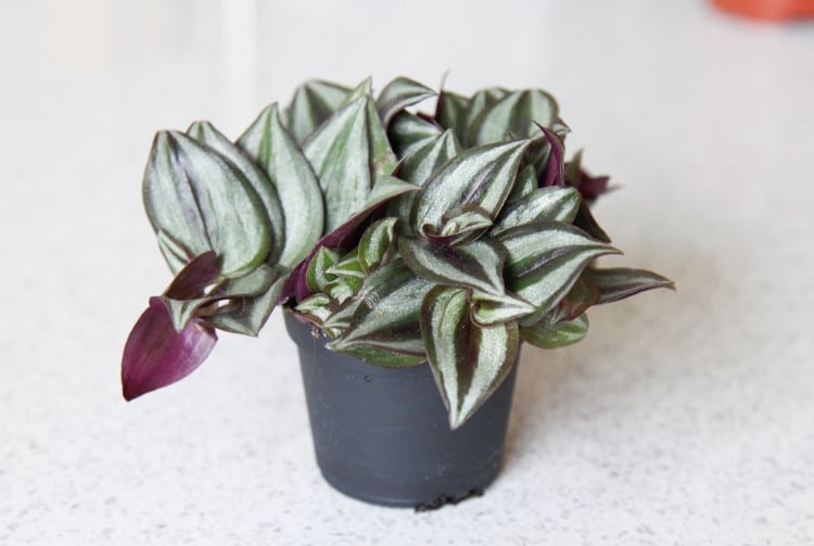 how to care for a wandering jew plant tradescantia zebrina