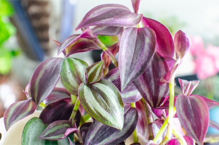 wandering jew plant care guide tradescantia zebrina