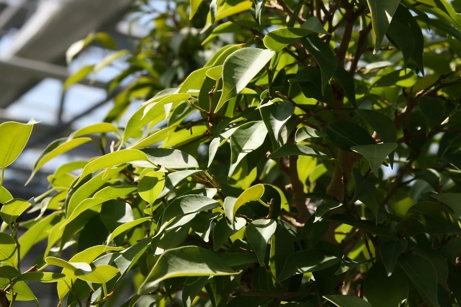 how to care for a weeping fig ficus benjamina