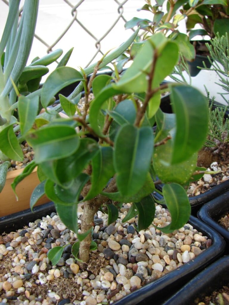 how to care for a weeping fig ficus benjamina