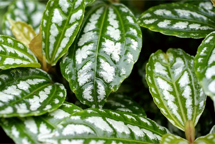 how to care for an aluminum plant pilea cadierei