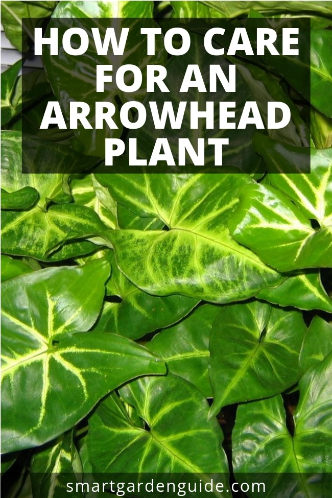 how to care for an arrowhead plant