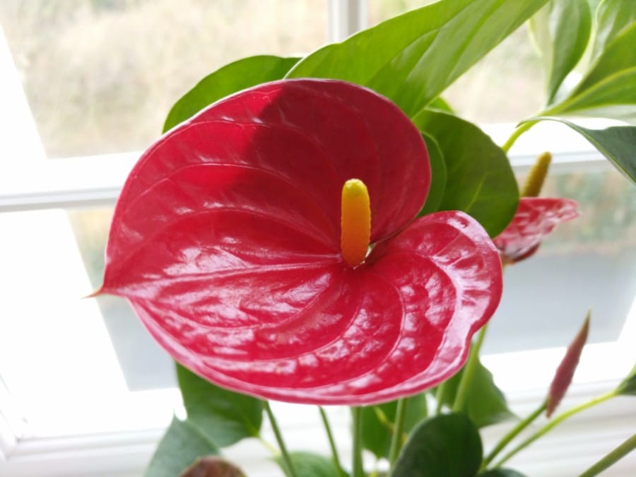 how to care for anthurium flamingo flower