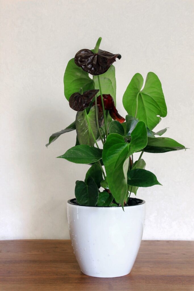 how to care for anthurium flamingo flower