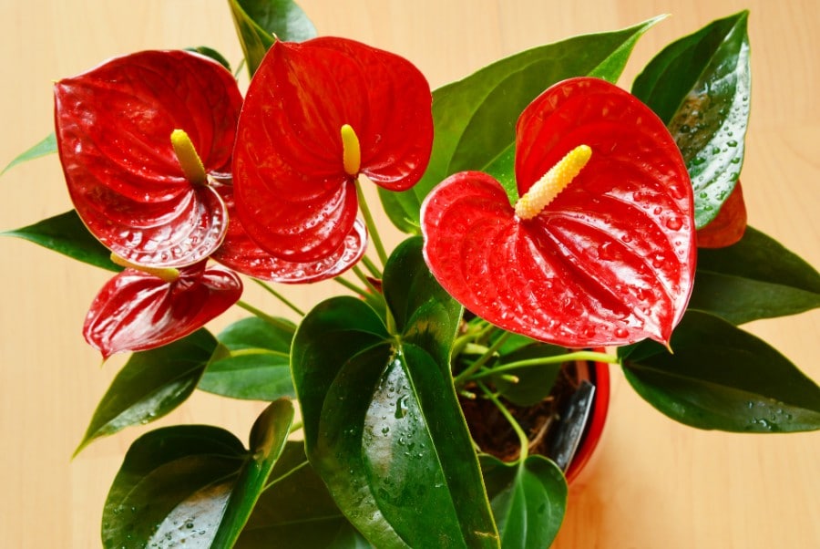 how to care for anthurium flamingo flower