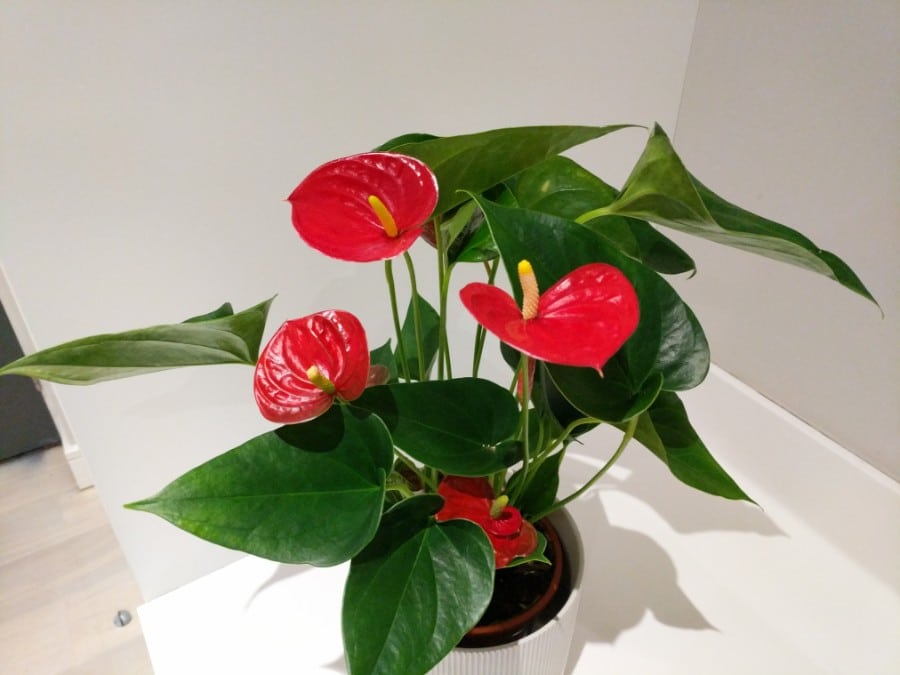 how to care for anthurium flamingo flower