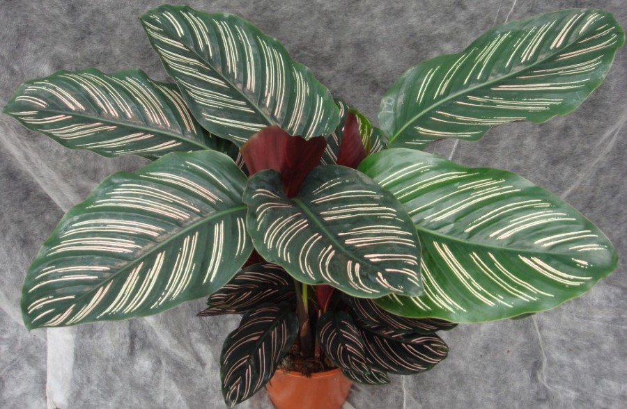 how to care for calathea ornata