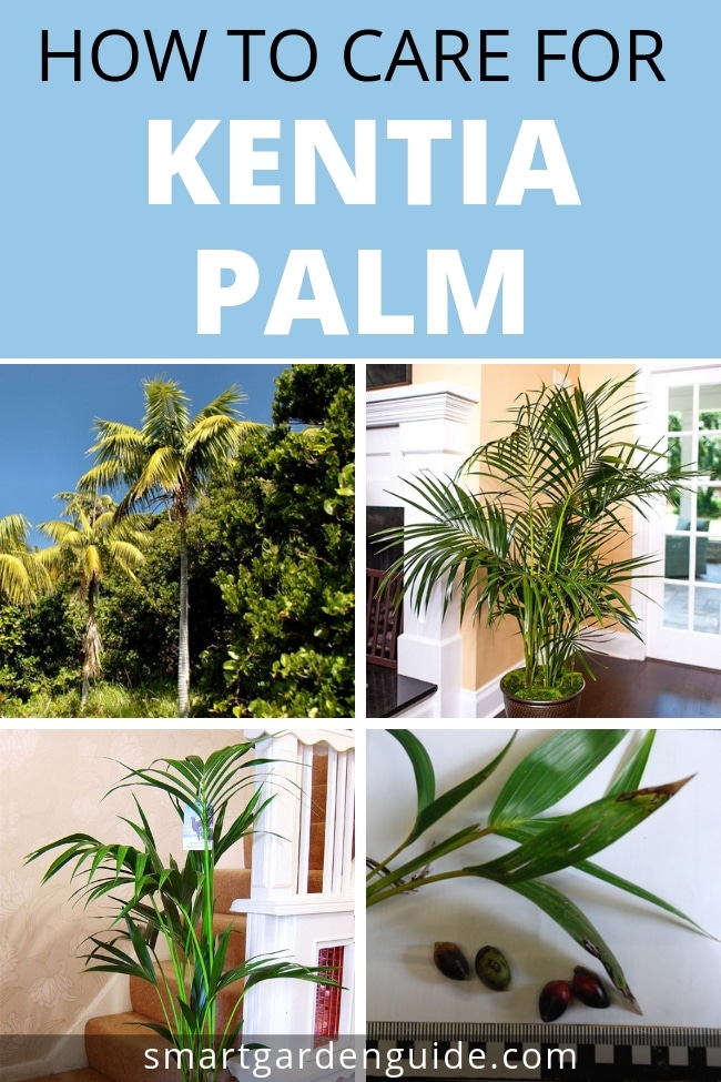 how to care for kentia palm howea forsteriana