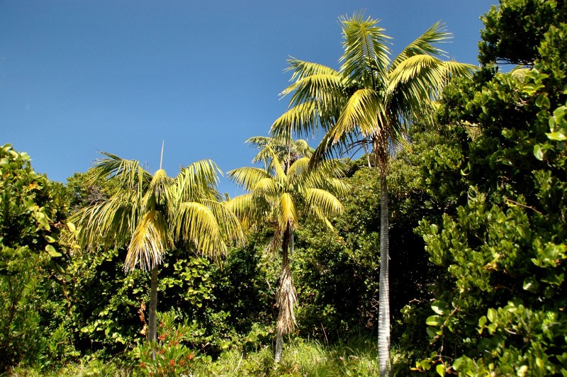 how to care for kentia palm howea forsteriana