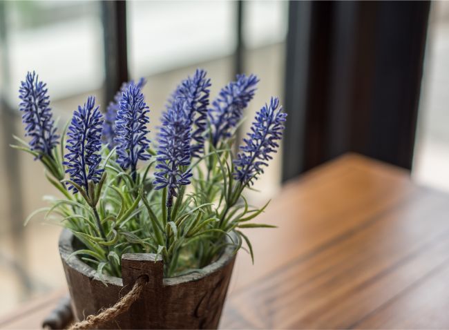 lavender plant in pot