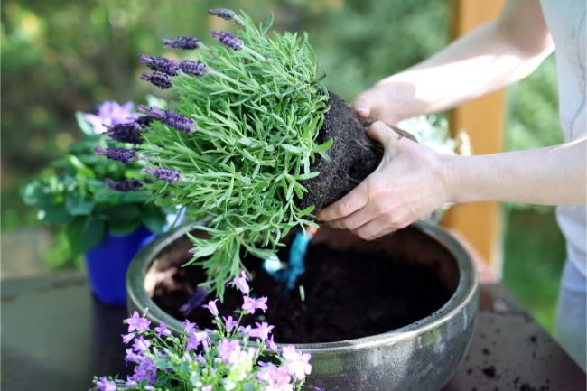 growing lavender indoors repotting