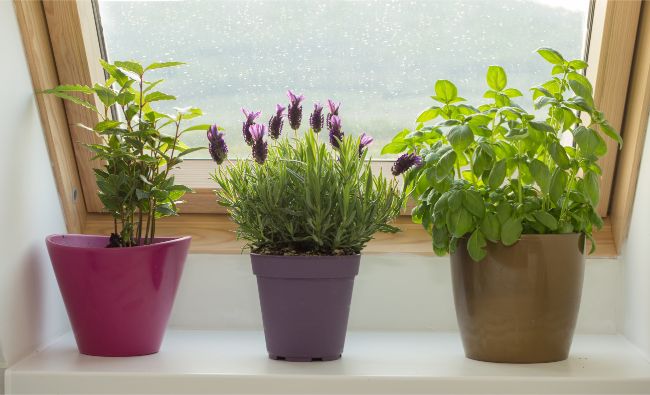 lavender plant care indoors bright light