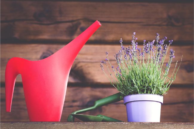 how to care for lavender indoors watering requirements