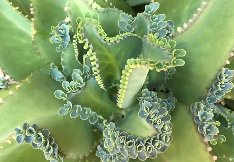 how to care for mother of thousands