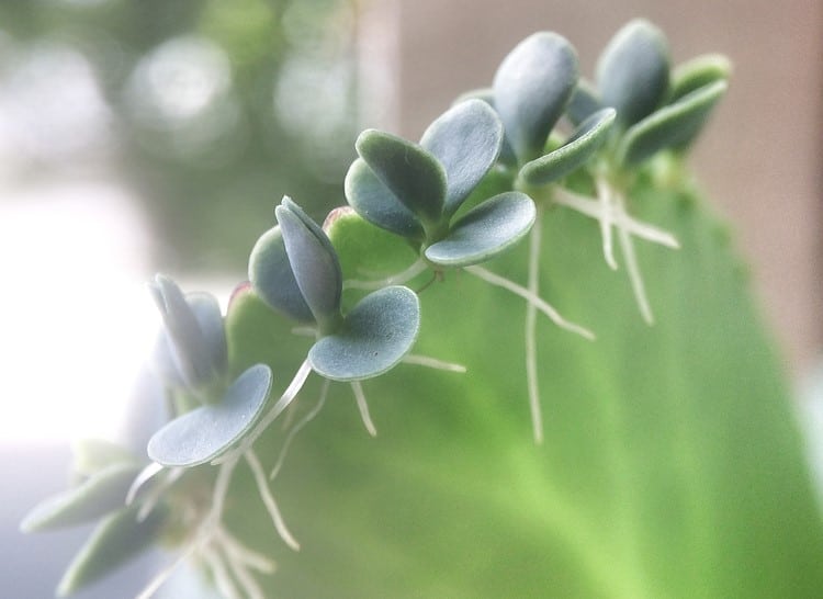 how to care for mother of thousands